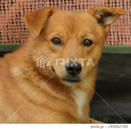 portrait of a brown dog portrait of a brown dog 140882789