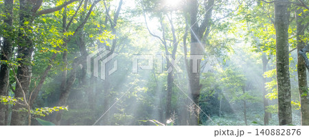 ブナの森に光芒が差し込む風景 大山鏡ヶ成 ブナの森に光芒が差し込む風景 大山鏡ヶ成 140882876