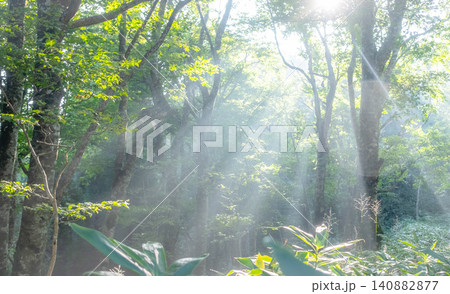ブナの森に光芒が差し込む風景　大山鏡ヶ成 140882877