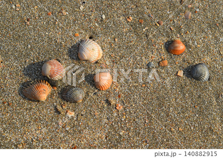 Seven shells on the sand 140882915