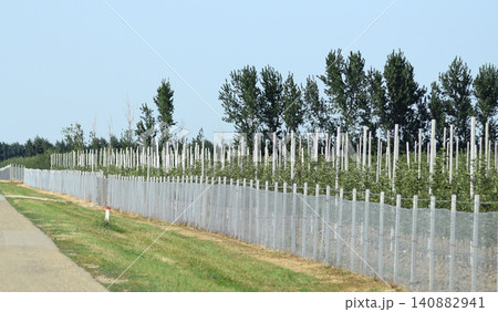Young apple orchard Young apple orchard 140882941