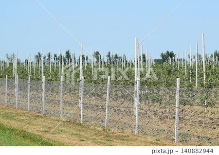 Young apple orchard Young apple orchard 140882944