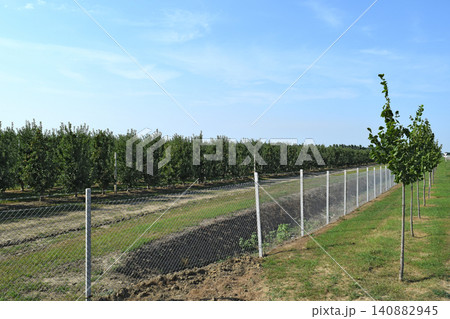 Young apple orchard Young apple orchard 140882945