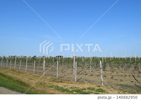 Young apple orchard Young apple orchard 140882950