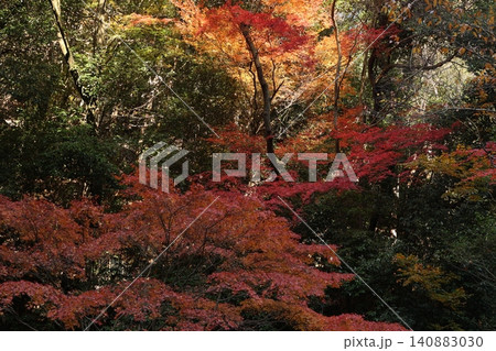 紅葉した木々 紅葉した木々 140883030