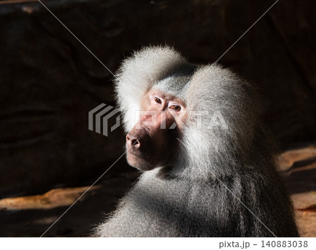 portrait baboon   on a blurred background 140883038