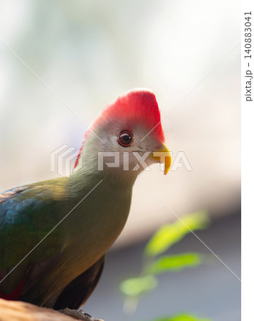 Red-crested turaco against a blurred background Red-crested turaco against a blurred background 140883041