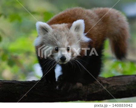 Red panda on a blurred background Red panda on a blurred background 140883042