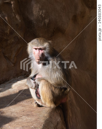 sitting baboon against a background of stones 140883043