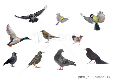 10 popular birds appearing in cities isolated on white background 10 popular birds appearing in cities isolated on white background 140883045