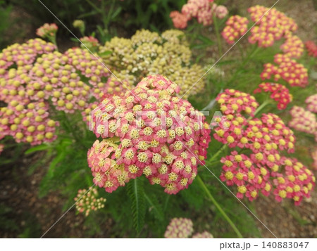 満開のキク科の多年草「セイヨウノコギリソウ」 満開のキク科の多年草「セイヨウノコギリソウ」 140883047