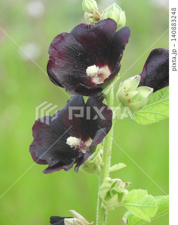 ブラックマロウ(タチアオイの黒紫花品種) ブラックマロウ(タチアオイの黒紫花品種) 140883248