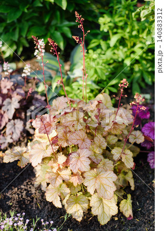 Stunning Multi Colored Heuchera Foliage with Pinot Gris and Purple Varieties Stunning Multi Colored Heuchera Foliage with Pinot Gris and Purple Varieties 140883312