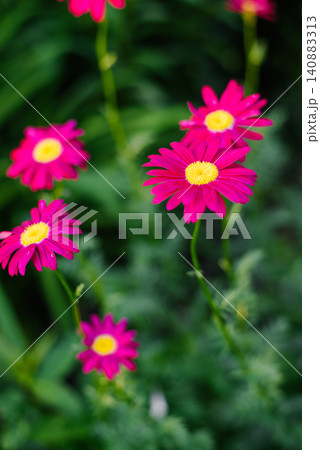 Vibrant Pink Pyrethrum Flowers with Yellow Centers in Garden Vibrant Pink Pyrethrum Flowers with Yellow Centers in Garden 140883313