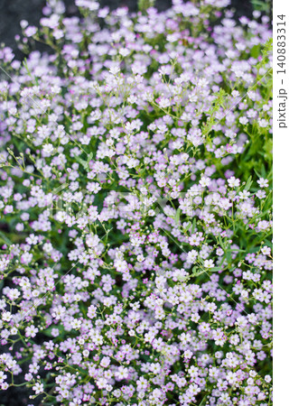 Top View Of Pink Gypsophila Floral Texture Top View Of Pink Gypsophila Floral Texture 140883314