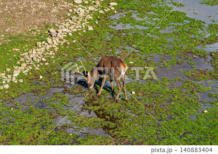 Deer living in semi-freedom since 1974 in the moat of the Jaca citadel in the city of Jaca, Huesca, Aragon, Spain Deer living in semi-freedom since 1974 in the moat of the Jaca citadel in the city of Jaca, Huesca, Aragon, Spain 140883404