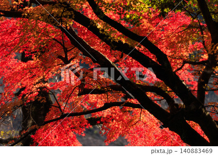 紅葉の風景 紅葉の風景 140883469
