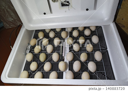 The eggs of a musky duck lying in an incubator. The eggs of a musky duck lying in an incubator. 140883720