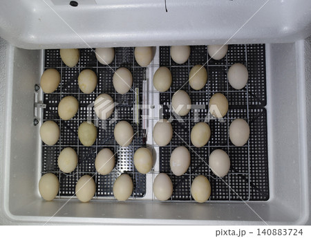 The eggs of a musky duck lying in an incubator. The eggs of a musky duck lying in an incubator. 140883724