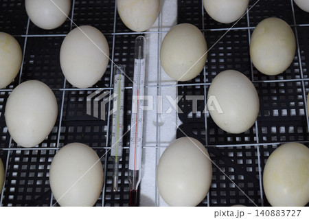 The eggs of a musky duck lying in an incubator. The eggs of a musky duck lying in an incubator. 140883727