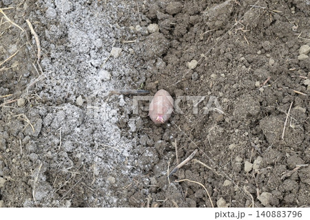 Planting potatoes in the garden Planting potatoes in the garden 140883796