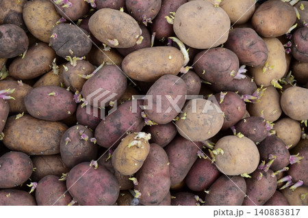 Germinated seed potatoes Germinated seed potatoes 140883817