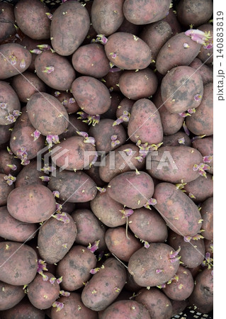 Germinated seed potatoes 140883819