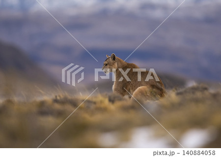 Puma walking in mountain environment, Torres del Paine National Park, Patagonia, Chile. 140884058