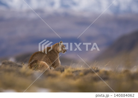 Puma walking in mountain environment, Torres del Paine National Park, Patagonia, Chile. Puma walking in mountain environment, Torres del Paine National Park, Patagonia, Chile. 140884062
