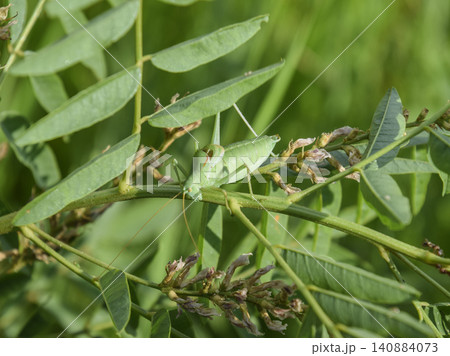 The isofya on the stalk of licorice is bare. Grasshopper isofia The isofya on the stalk of licorice is bare. Grasshopper isofia 140884073