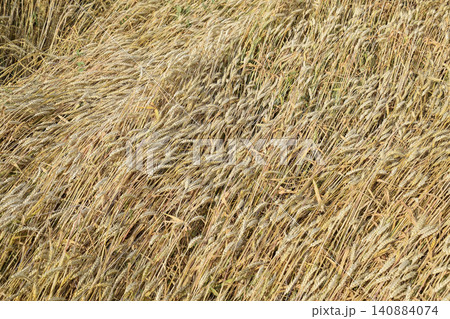 Mature wheat on the field. Spikelets of wheat. Harvest of grain. Mature wheat on the field. Spikelets of wheat. Harvest of grain. 140884074