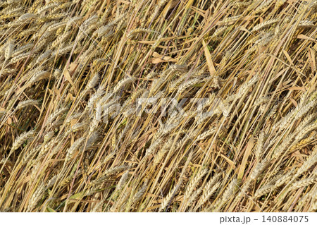 Mature wheat on the field. Spikelets of wheat. Harvest of grain. Mature wheat on the field. Spikelets of wheat. Harvest of grain. 140884075