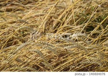 Mature wheat on the field. Spikelets of wheat. Harvest of grain. 140884076
