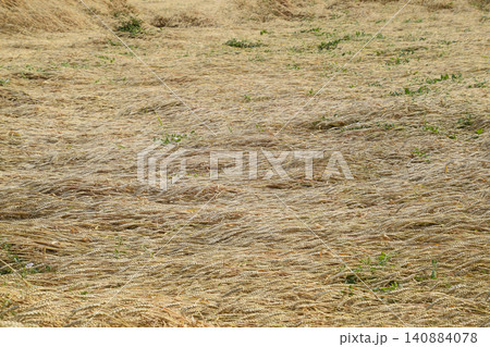 Mature wheat on the field. Spikelets of wheat. Harvest of grain. Mature wheat on the field. Spikelets of wheat. Harvest of grain. 140884078
