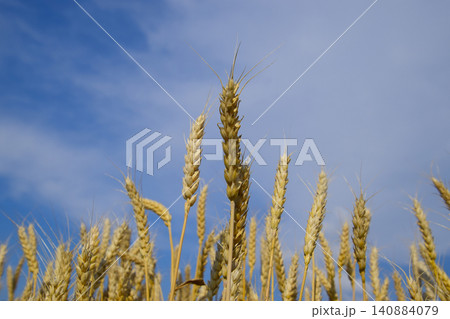 Spikelets of wheat against the blue sky. Mature wheat. 140884079