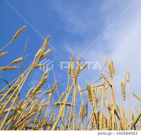 Spikelets of wheat against the blue sky. Mature wheat. 140884083