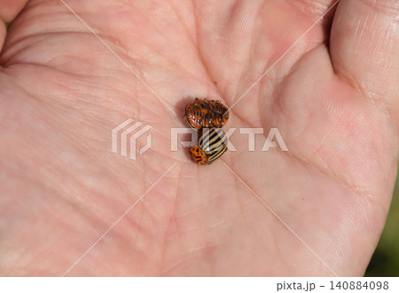 Colorado beetle in the palm of your hand. Adult striped Colorado 140884098