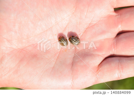 Colorado beetle in the palm of your hand. Adult striped Colorado 140884099