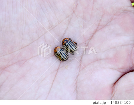 Colorado beetle in the palm of your hand. Adult striped Colorado Colorado beetle in the palm of your hand. Adult striped Colorado 140884100