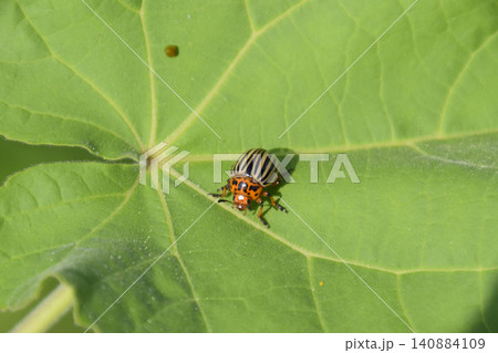 Colorado beetle on a leaf of a plant. Adult striped Colorado bee 140884109