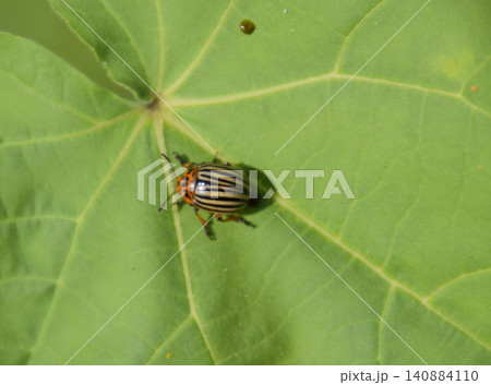Colorado beetle on a leaf of a plant. Adult striped Colorado bee 140884110