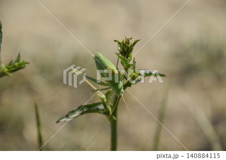 Isofya on the chicory stalks. Grasshopper isofia male Isofya on the chicory stalks. Grasshopper isofia male 140884115