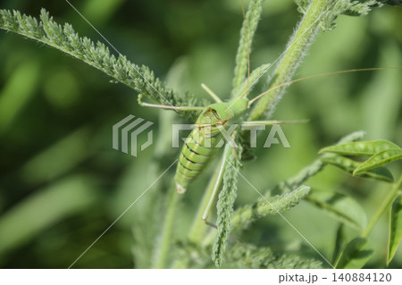 Isofya on the chicory stalks. Grasshopper isofia male Isofya on the chicory stalks. Grasshopper isofia male 140884120