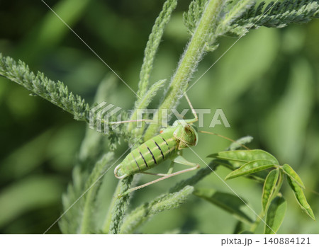 Isofya on the chicory stalks. Grasshopper isofia male 140884121