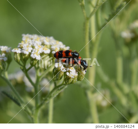 Mating of red beetles on white inflorescences of celandine 140884124