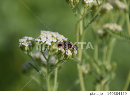 Mating of red beetles on white inflorescences of celandine Mating of red beetles on white inflorescences of celandine 140884129