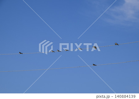 Swallows on the wires. Swallows against the blue sky. The swallo Swallows on the wires. Swallows against the blue sky. The swallo 140884139