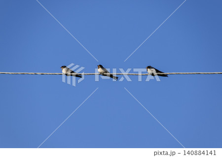 Swallows on the wires. Swallows against the blue sky. The swallo Swallows on the wires. Swallows against the blue sky. The swallo 140884141