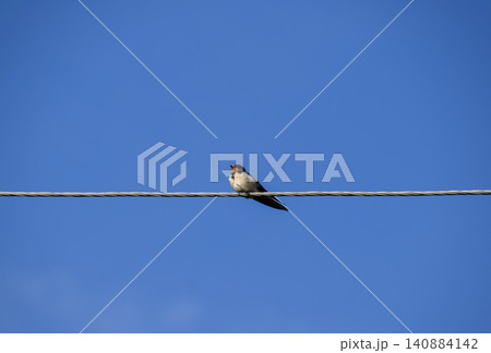 Swallows on the wires. Swallows against the blue sky. The swallo Swallows on the wires. Swallows against the blue sky. The swallo 140884142