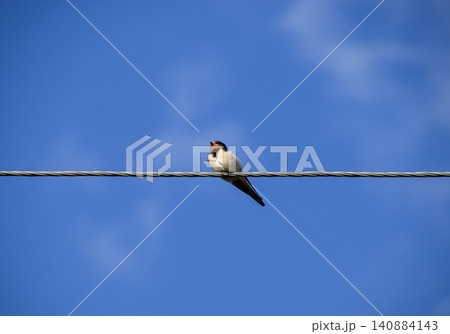 Swallows on the wires. Swallows against the blue sky. The swallo Swallows on the wires. Swallows against the blue sky. The swallo 140884143